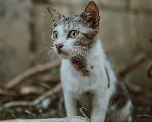 Campagnes de stérilisation des chats errants