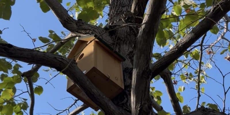 Des nichoirs pour préserver la biodiversité 
